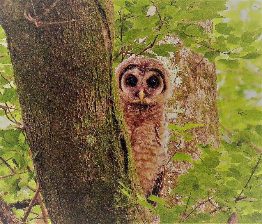 Barred owlet Photograph by Joshua Bales