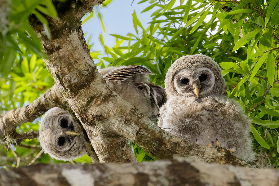 owlet with twins