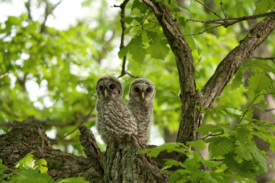 Barred Owlets 9 2014 Photograph By June Goggins Fine Art America