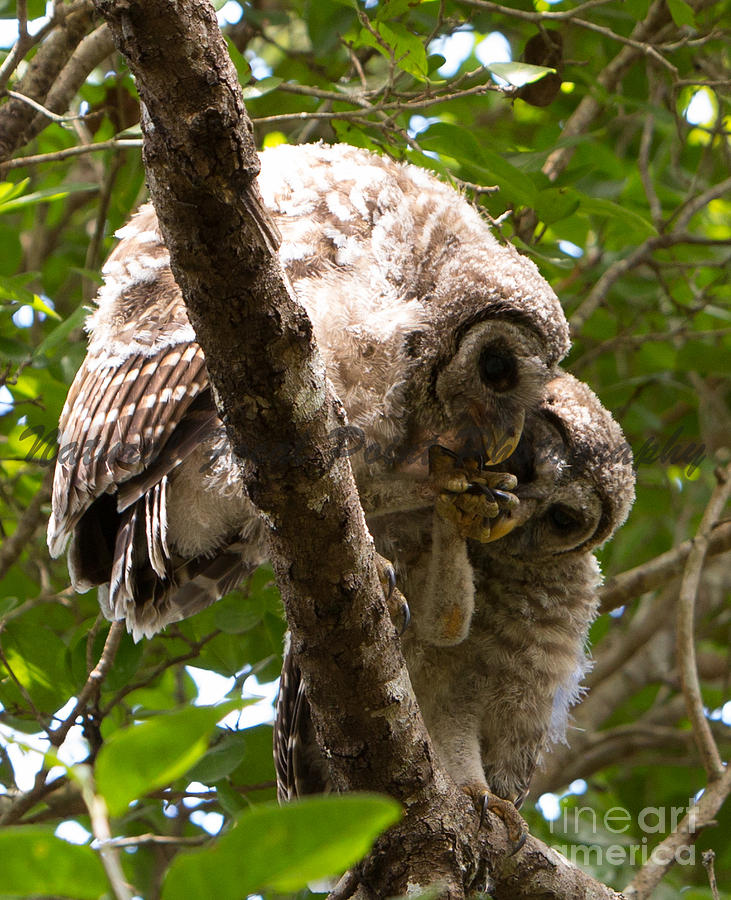 Barred Owlets Game Photograph by Natural Focal Point Photography