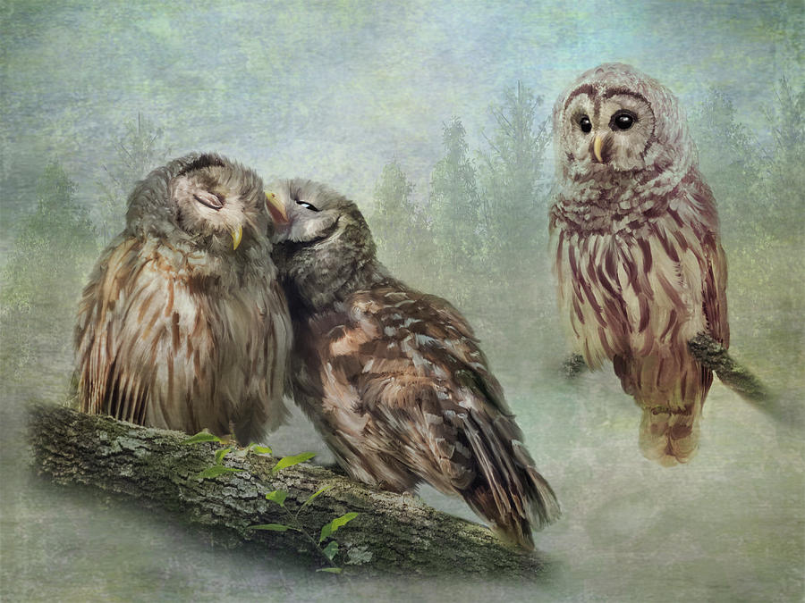 Barred Owls - Steal A Kiss Photograph by Patti Deters