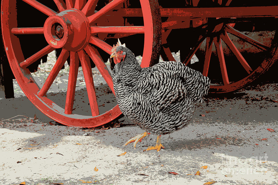 Barred Plymouth Rock Chicken Photograph by Catherine Sherman