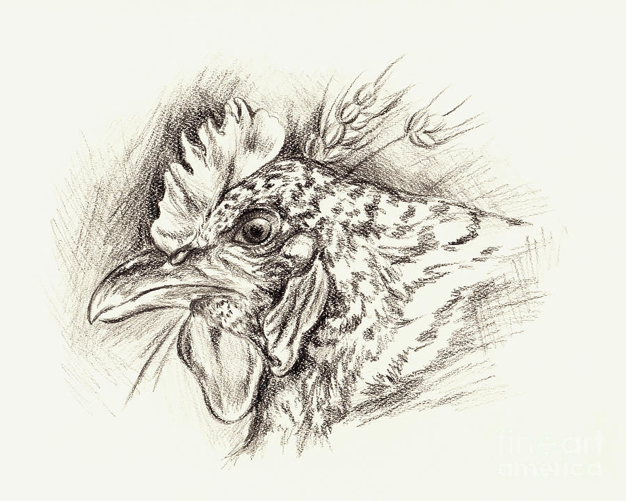 Barred Rock Hen with Wheat in Charcoal Drawing by MM Anderson