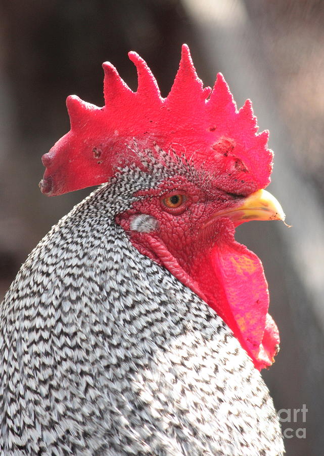 Barred Rock Rooster Photograph by Carol Groenen