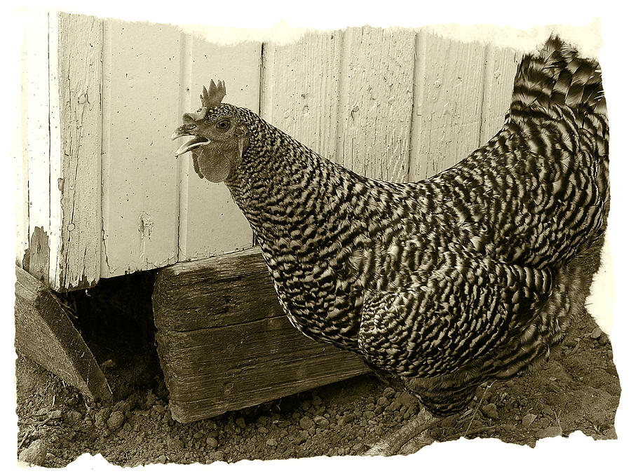 Barred Rock Rooster Photograph by Scott Kingery