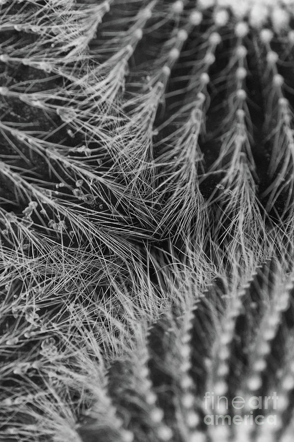 Barrel Cacti 1 Photograph by Rudi Prott