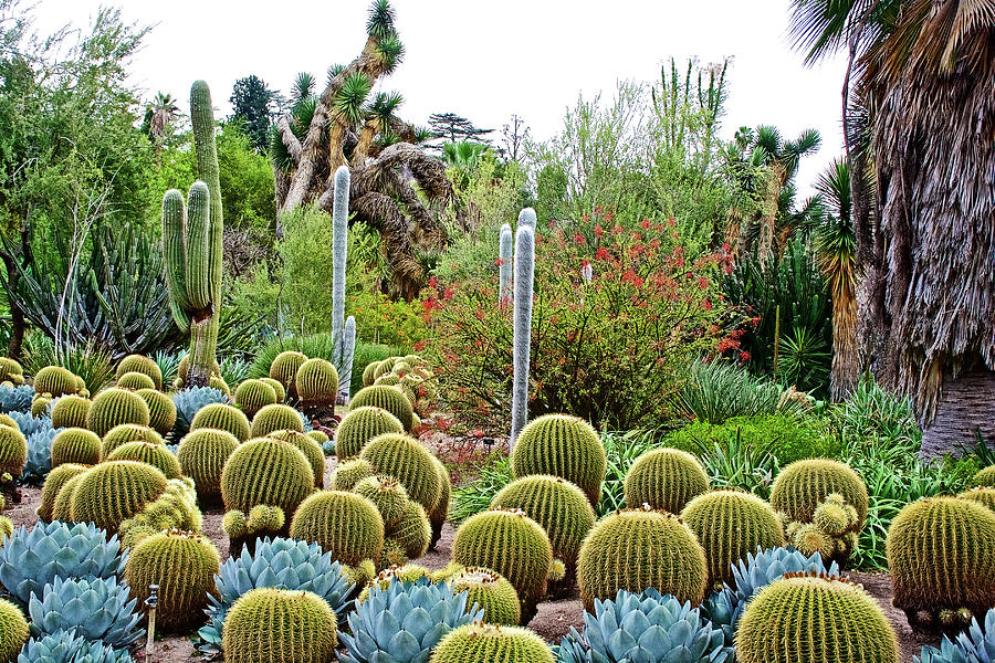 Barrel Cacti and Other Desert Plants in Huntington Desert Gardens in ...