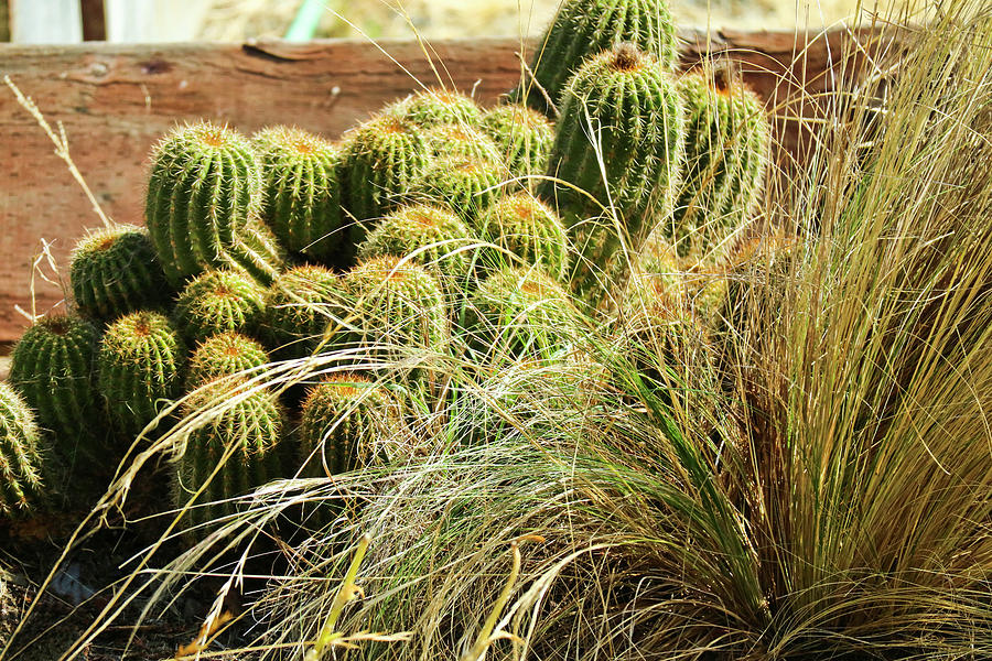 Barrel Cacti Photograph by Joyce Dickens