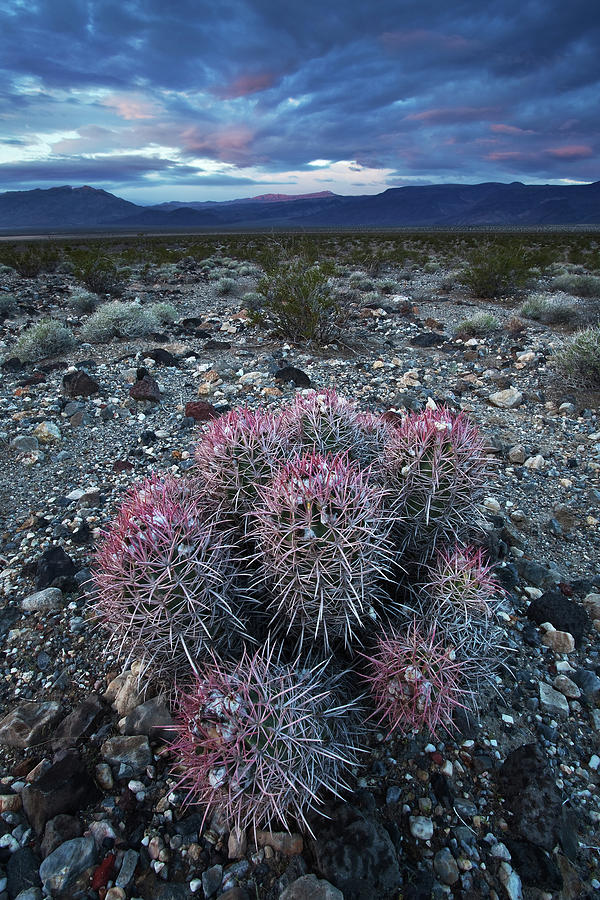 death by cactus 1000 ways to die video