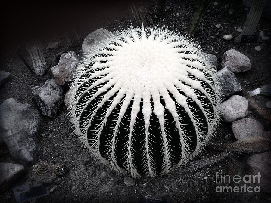 Barrel Cactus 2 Photograph by Luther Fine Art
