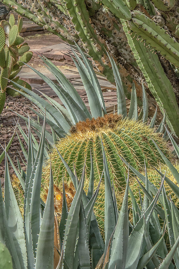 Barrel Cactus and Aloe Photograph by Tam Ryan