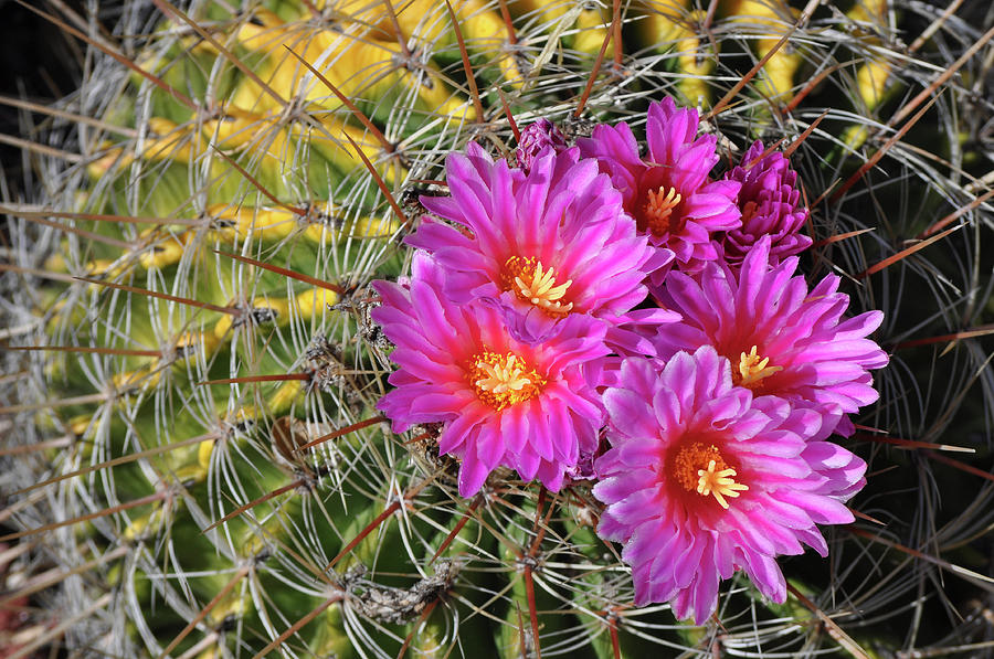 Barrel Cactus Bloom Photograph by Kyle Hanson