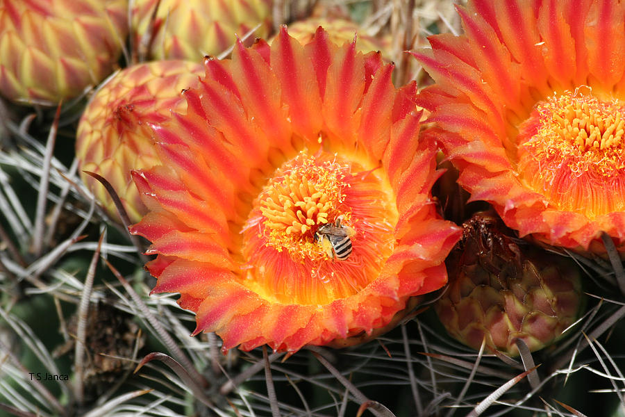 Barrel Cactus Blossom And Bee Photograph by Tom Janca