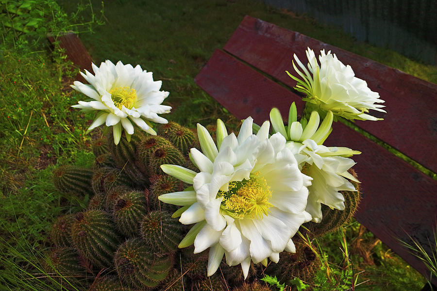 Barrel Cactus Blossoms Photograph by Joyce Dickens