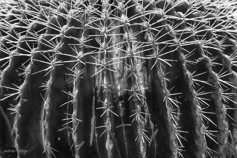 Barrel Cactus Closeup Photograph by Aashish Vaidya