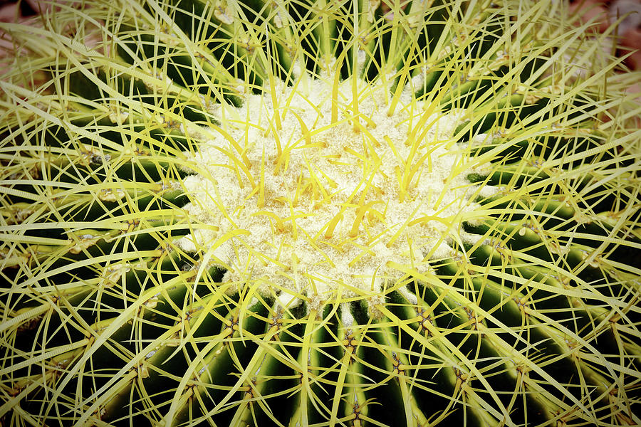Barrel Cactus Closeup Photograph by Kenneth Roberts