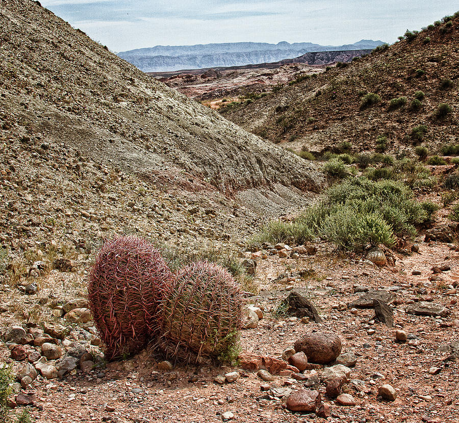 Barrel cactus Photograph by Deidre Elzer-Lento