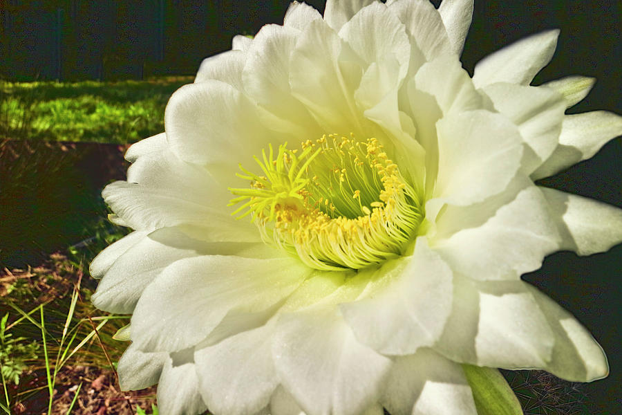 Barrel Cactus Flower Photograph by Joyce Dickens