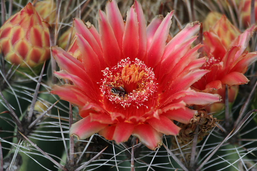 Barrel Cactus Flower Photograph - Barrel Cactus Flower by Tom Janca