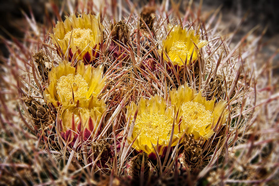 Flower Photograph - Barrel Cactus Flowers 2 by Kelley King