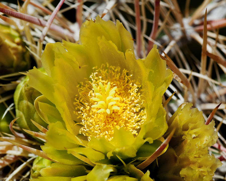 Flower Photograph - Barrel Cactus Flowers 4 by Kelley King