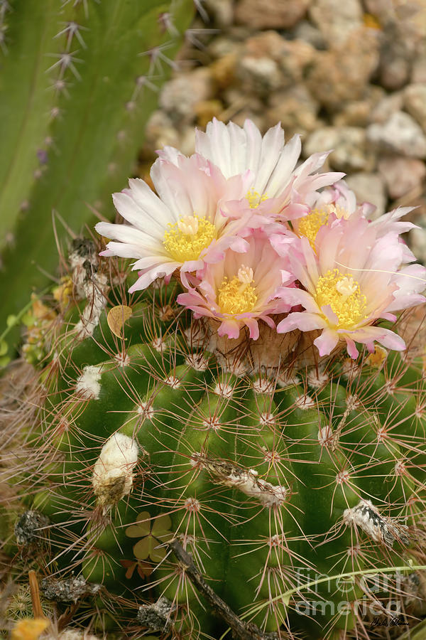 Barrel Cactus Flowers Photograph by Charles Abrams