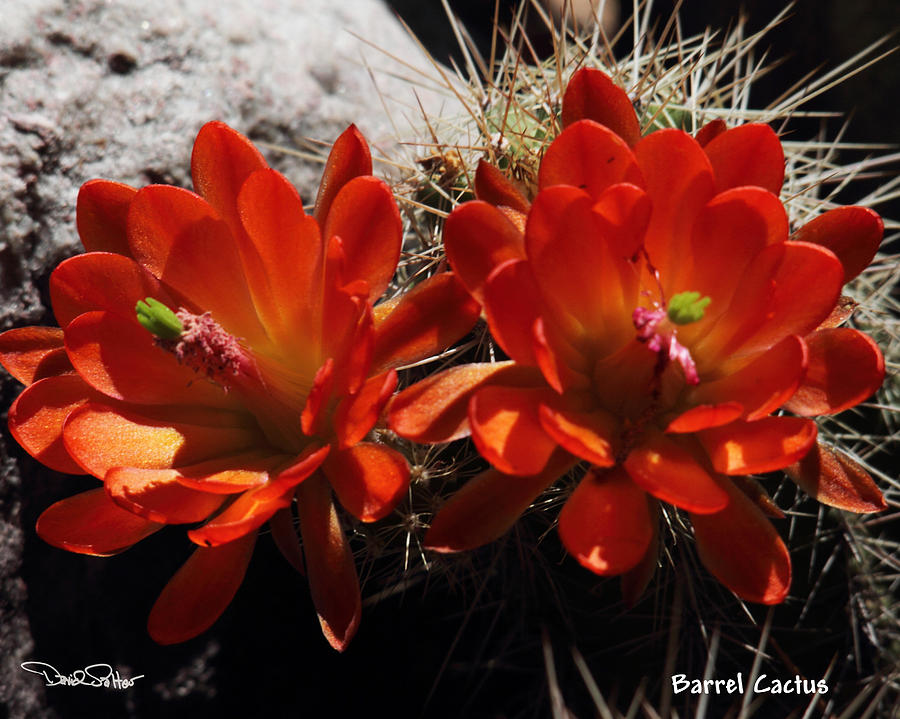Barrel Cactus Flowers Photograph by David Salter