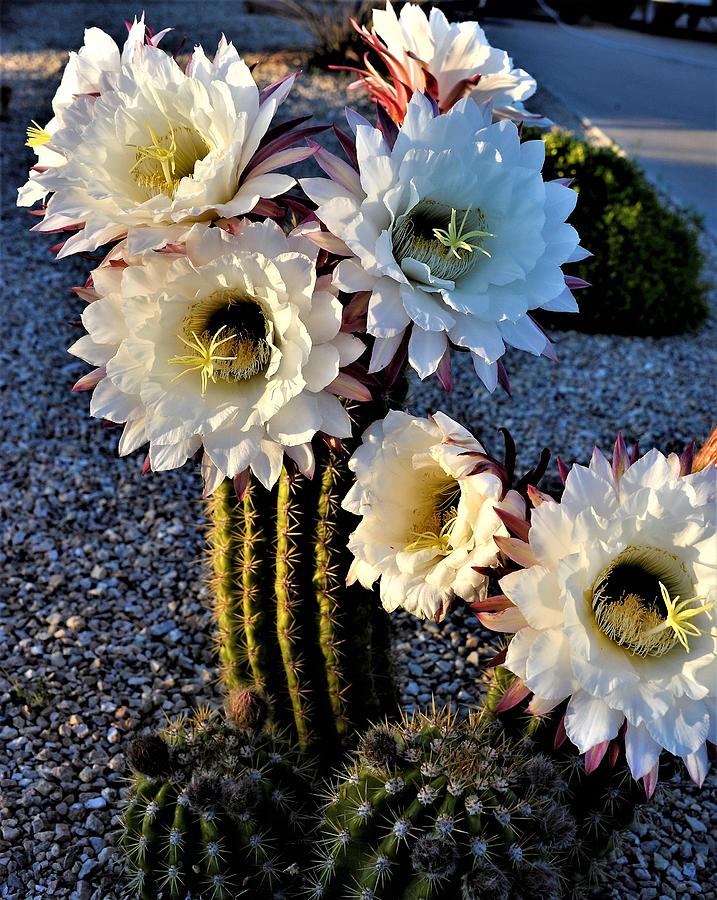 Barrel Cactus Flowers Photograph by Heidi Fickinger - Pixels