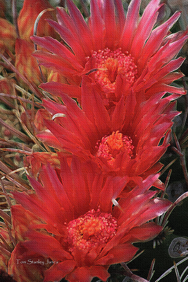Barrel Cactus Flowers Digital Art by Tom Janca