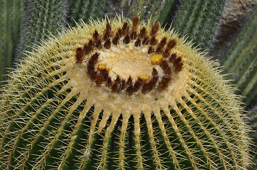 Barrel Cactus Photograph by Frank Madia
