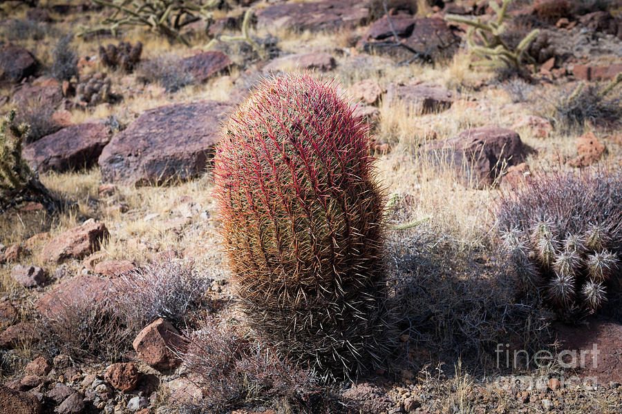 Barrel Cactus in Mojave Photograph by Jeff Hubbard