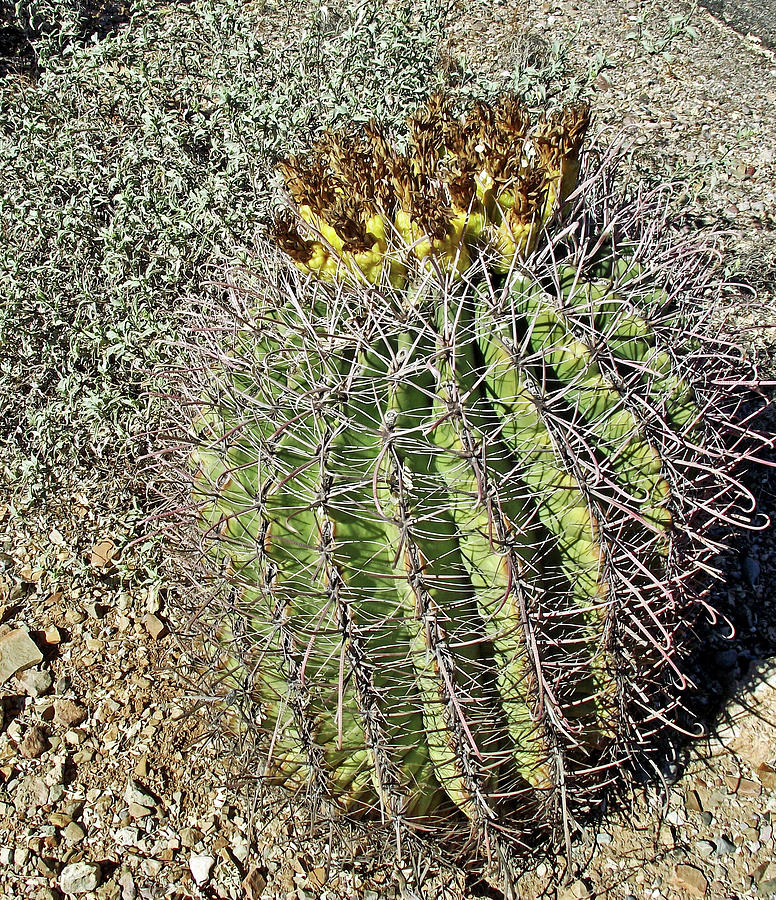 Barrel Cactus in Tucson Mountain  Park- Arizona  Photograph by Ruth Hager