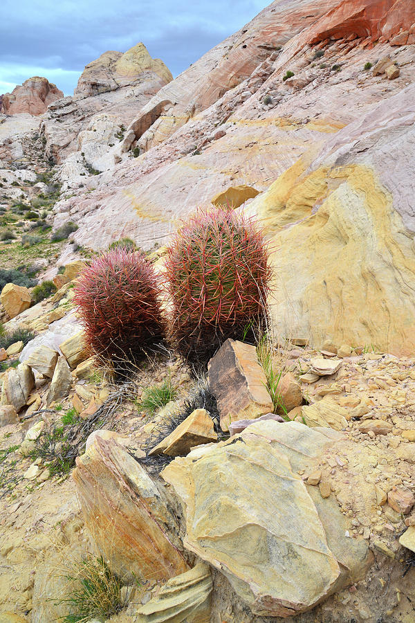 Barrel Cactus in Valley of Fire Photograph by Ray Mathis