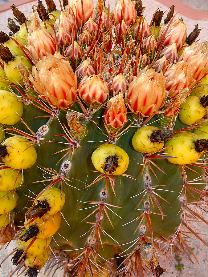 Barrel Cactus Photograph by Karon Melillo DeVega