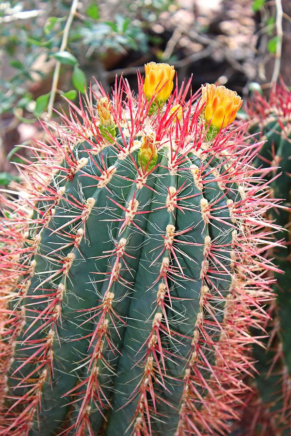 Barrel Cactus Photograph by Michiale Schneider