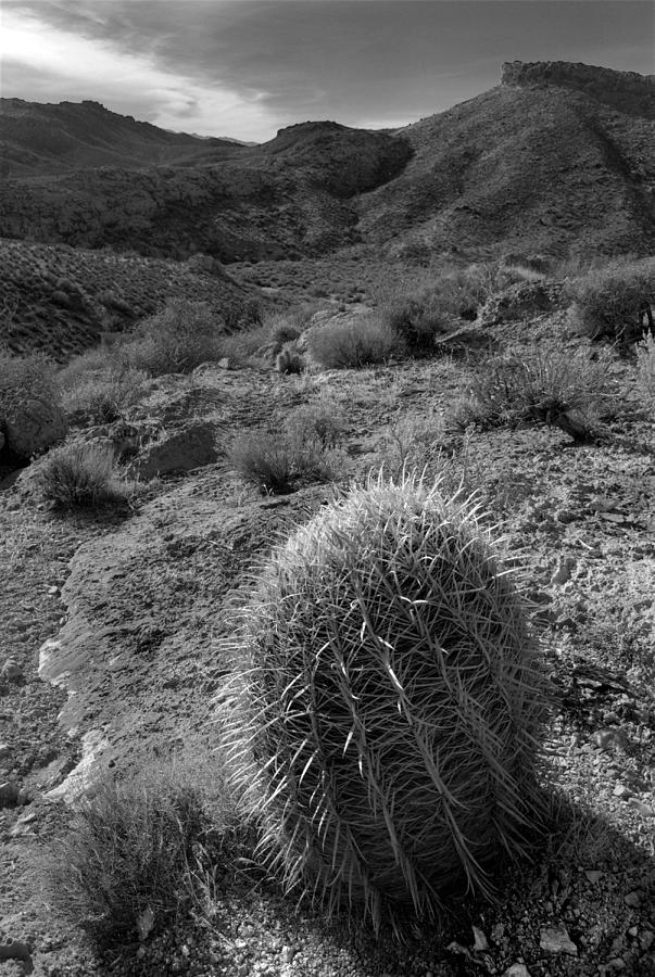Barrel Cactus Photograph by Nathan Abbott