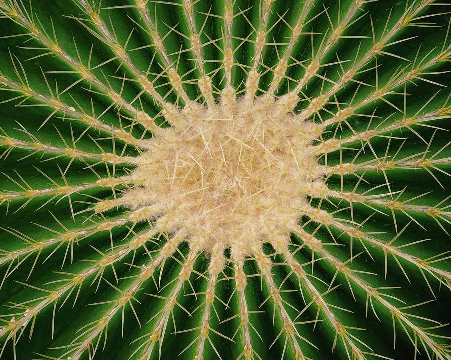 Barrel Cactus No. 6-1 Photograph by Sandy Taylor