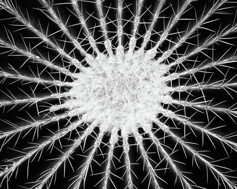 Barrel Cactus No. 6-2 Photograph by Sandy Taylor