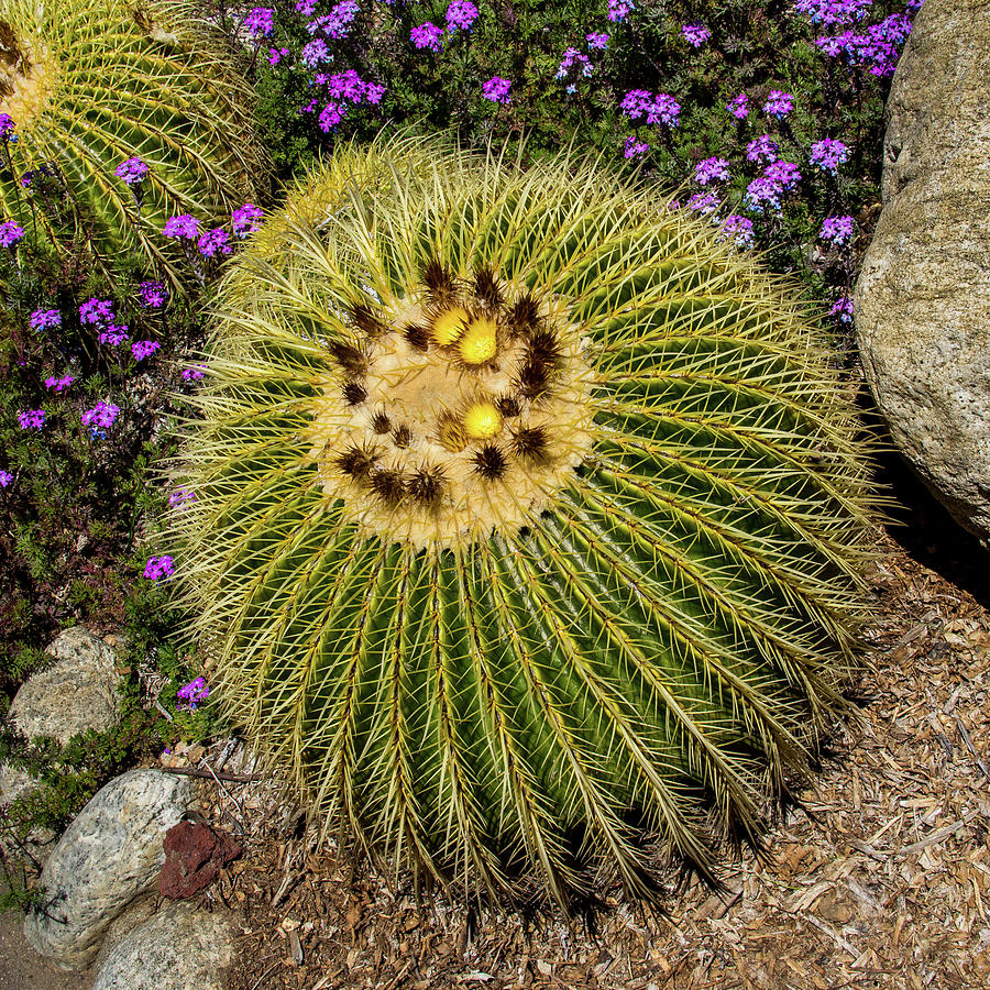 Barrel Cactus Photograph by Roslyn Wilkins