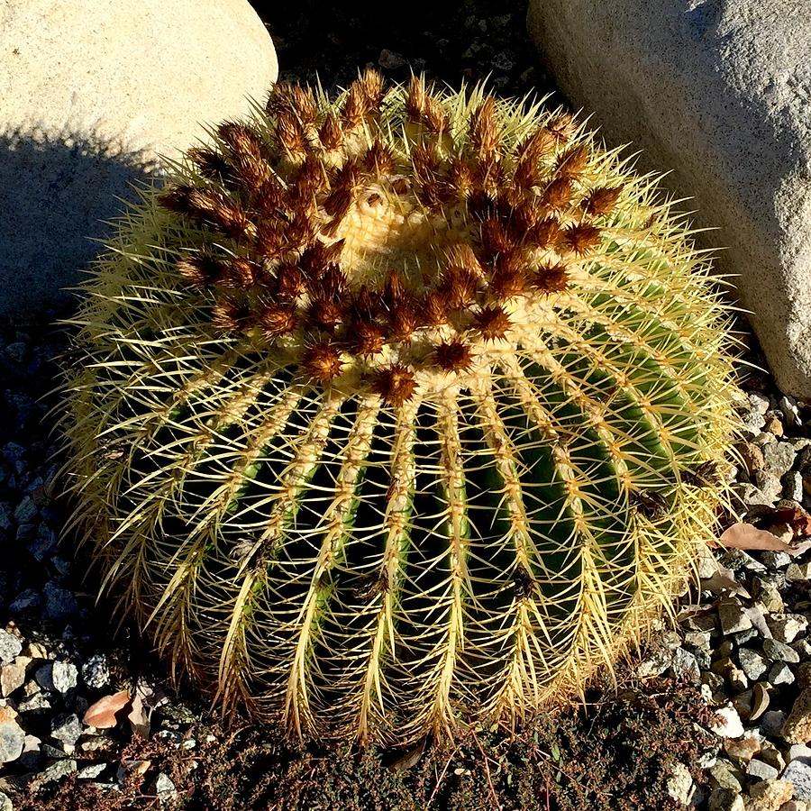 Barrel Cactus Photograph by Russell Keating - Fine Art America