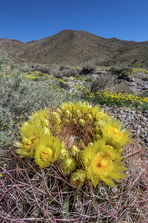 Barrel Cactus Super Bloom Photograph by Peter Tellone
