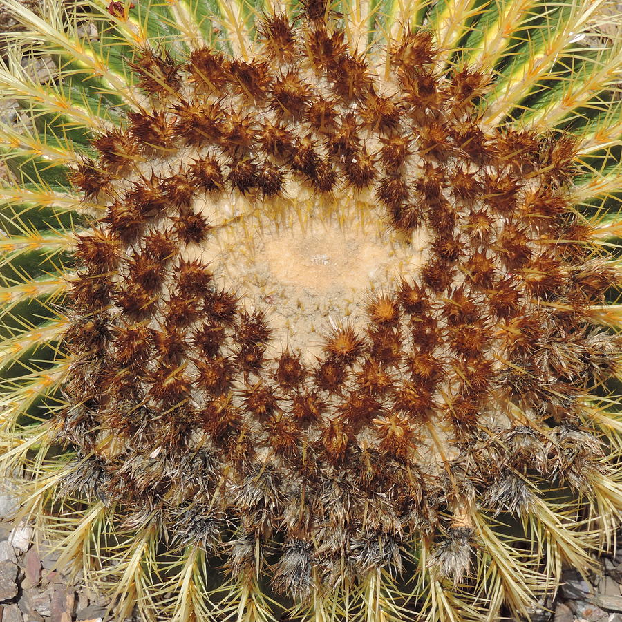 Barrel Cactus Swirl Photograph by Bill Tomsa