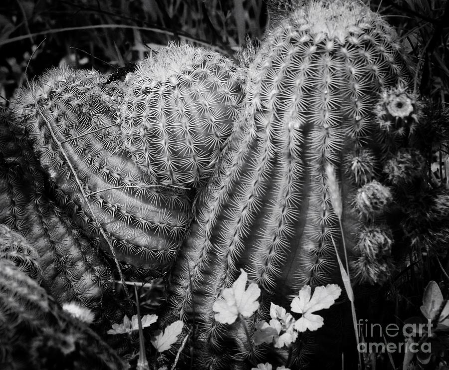 Nature Photograph - Barrel Cactus by Toma Caul