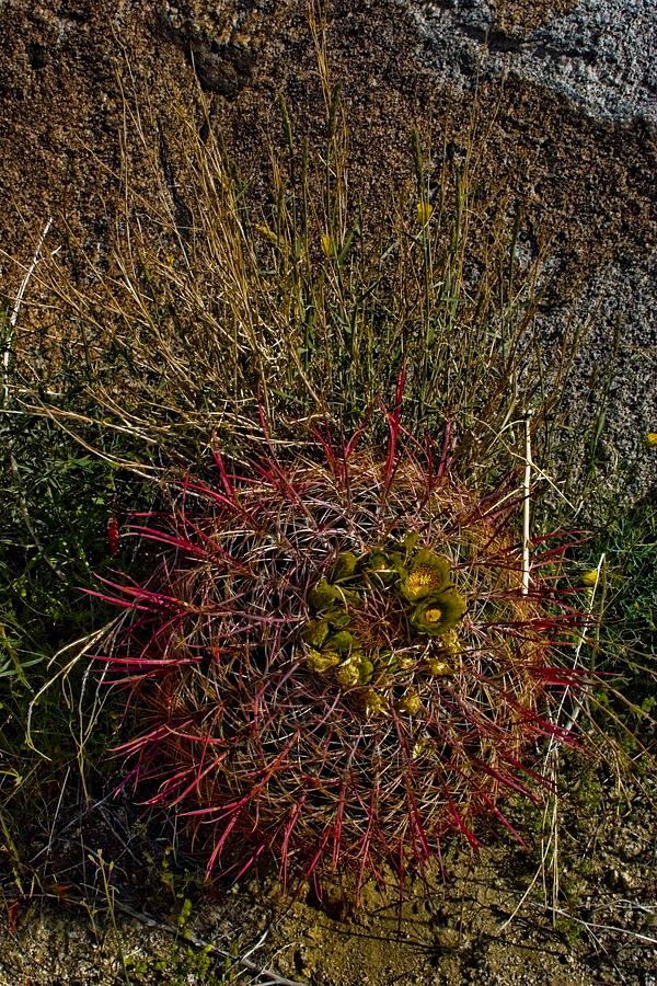Desert Photograph - Barrel Cactus Top View by Chris Brannen