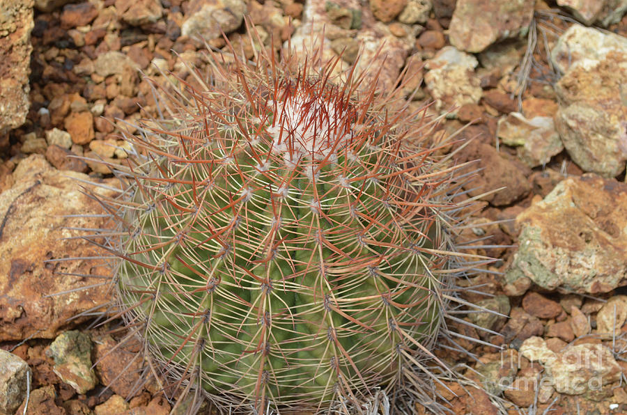 Barrel Cactus with lots of Spines and Thorns in the Desert Photograph by DejaVu Designs
