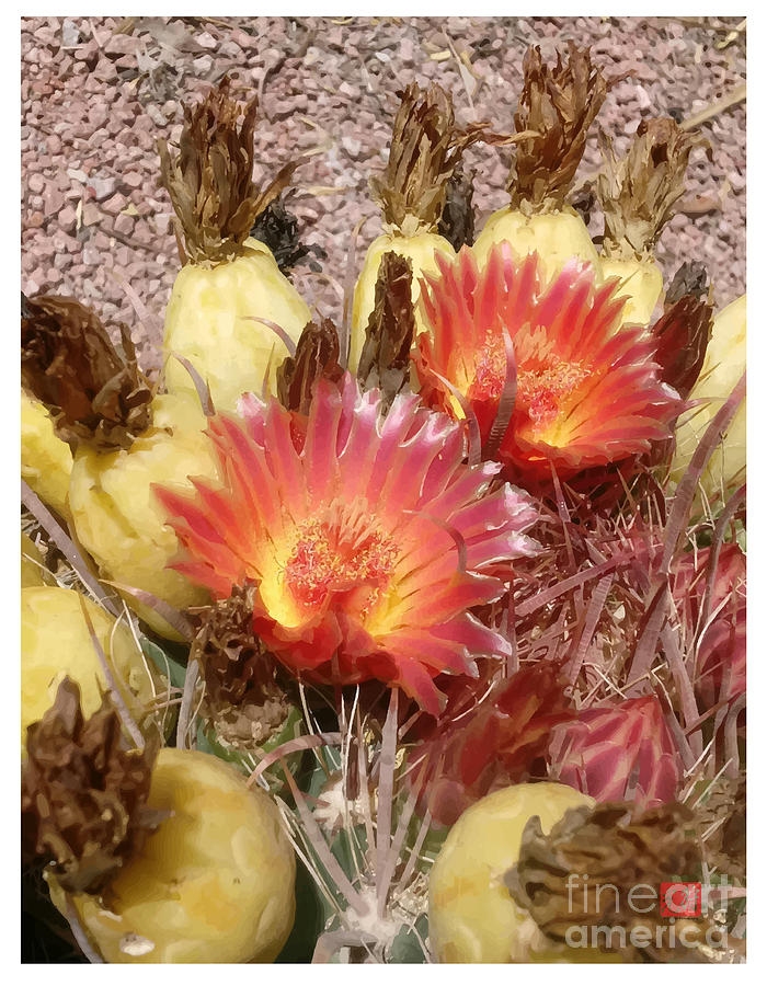 Flower Photograph - Barrel Cactus with Orange Flowers and Yellow Fruit by Ray Hunt