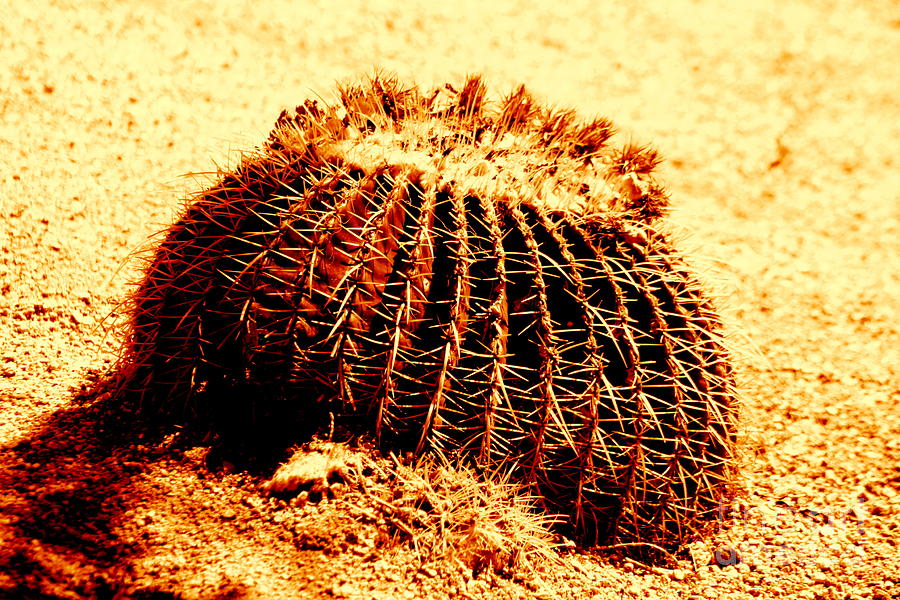 Temecula California Photograph - Barrel Cactus In Temecula Calafornia by Michael Hoard