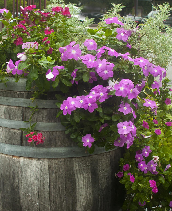 Barrel of flowers Photograph by Brian Kinney