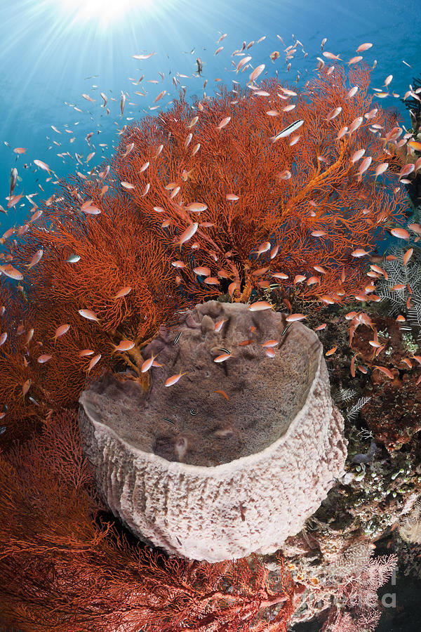 Barrel Sponge And Basslets Photograph by Reinhard Dirscherl