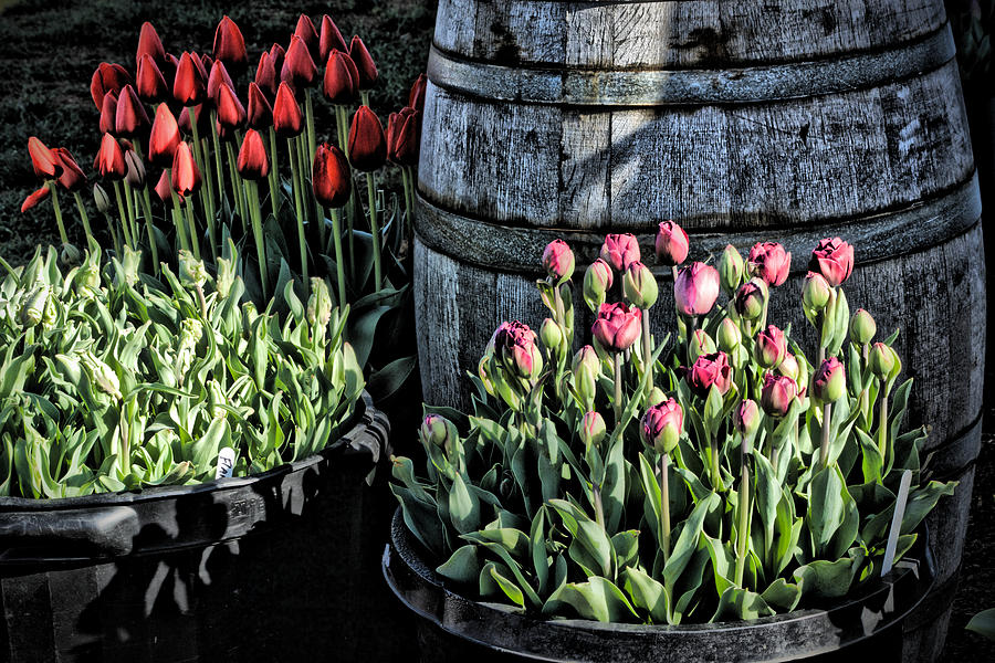 Barrels of Tulips Photograph by Bonnie Bruno